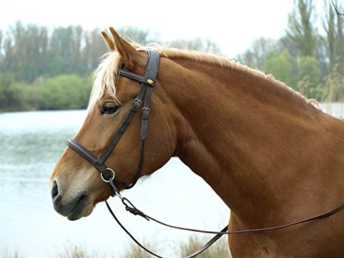 Barefoot Gebisslose Zäumung für Pferde – Bittless Bridle und Sidepull in einem – Weich gepolstert mit breitem Nasen-, Stirn- und Genickstück – ideal für Western, Englisch und Wanderreiten – braun Barefoot Gebisslose Zäumung für Pferde – Bittless Bridle und Sidepull in einem – Weich gepolstert mit breitem Nasen-, Stirn- und Genickstück – ideal für Western, Englisch und Wanderreiten – braun von Barefoot