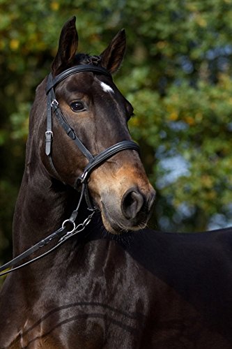 Barefoot Gebisslose Zäumung für Pferde - Bittless Bridle und Sidepull in einem - Weich gepolstert mit breitem Nasen-, Stirn-und Genickstück - ideal für Western, Englisch und Wanderreiten - COB schwarz Barefoot Gebisslose Zäumung für Pferde - Bittless Bridle und Sidepull in einem - Weich gepolstert mit breitem Nasen-, Stirn-und Genickstück - ideal für Western, Englisch und Wanderreiten - COB schwarz von Barefoot