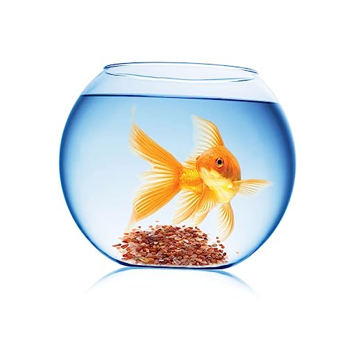 Beaupretty Fische Im Aquarium Dekorative Kristallkiesel Landschaftsgestaltung Felsen Steine für Pflanzen Naturkies Für Aquarien Landschaftssteine Anlage Für Buddha Glas Beaupretty Fische Im Aquarium Dekorative Kristallkiesel Landschaftsgestaltung Felsen Steine für Pflanzen Naturkies Für Aquarien Landschaftssteine Anlage Für Buddha Glas von Beaupretty