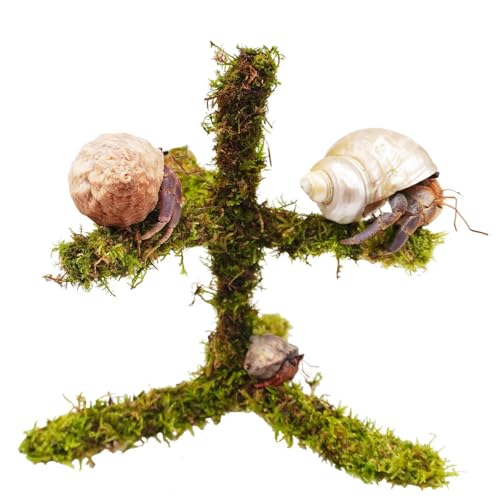 Begeterday 17,8 cm Einsiedlerkrebse Kletterspielzeug Mini Versteck Einsiedlerkrebs Zubehör von Begeterday