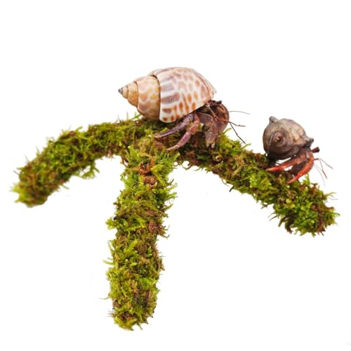 Begeterday Einsiedlerkrebs-Zubehör, 15,2 cm Einsiedlerkrebse, Kletterspielzeug von Begeterday