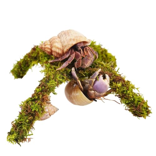 Begeterday Einsiedlerkrebs-Zubehör, kleine Plattform zum Spielen, Einsiedlerkrebskrabbe Kletterspielzeug (15,2 cm) von Begeterday