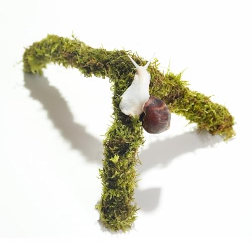 Begeterday Haustier Schnecke Kletterspielzeug, ideales Schneckenterrarium-Zubehör, perfekt für kletterfreudige Schnecken Begeterday Haustier Schnecke Kletterspielzeug, ideales Schneckenterrarium-Zubehör, perfekt für kletterfreudige Schnecken von Begeterday