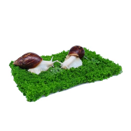 Begeterday Kletterwand für Haustierschnecken, ideales Schnecken-Terrarium-Zubehör (17,8 cm) von Begeterday