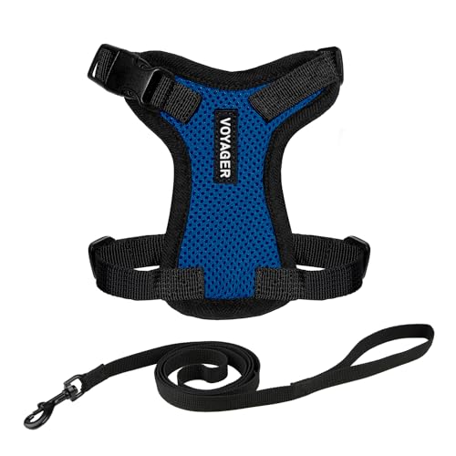 Voyager Step-in Lock Katzengeschirr und reflektierende Katzenleine mit Neoprengriff by Best Pet Supplies - Unterstützt kleine, mittelgroße und große Katzenrassen, Königsblau / Scharzwer Rand, size S - 1,5 m von Best Pet Supplies