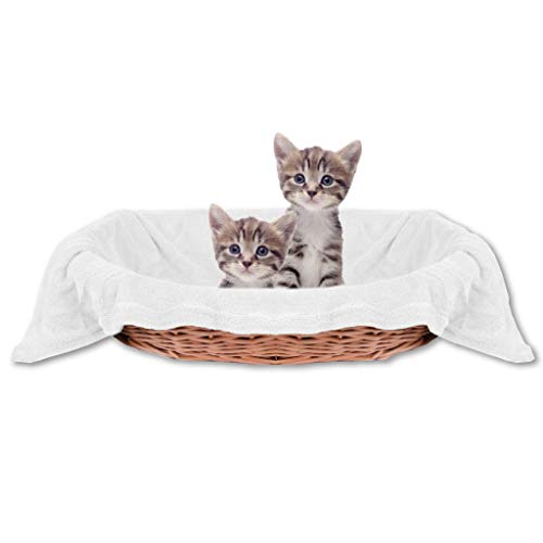 Bestlivings Haustierdecke Katzendecke Kuscheldecke Tierdecke, angenehm und super weich in vielen erhältlich (60x80 cmweiß - Creme) von Bestlivings