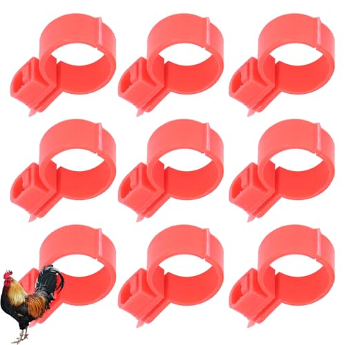 100pcs Hühneridentifikationsbänder, TPU -Schnallen -Design Geflügelhähnchen -Knöchelbänder Ring DIY -Tag für Entengänse -Tauben 2 Farben (Groß) von Beufee