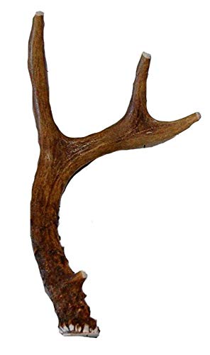 Small Whole Deer Antler Dog Chew, for Small to Medium Size Dogs and Puppies - 6 to 11 Inches Long - Big Dog Antler Chews B... von Big Dog Antler Chews