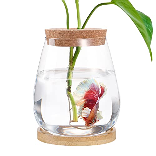 Betta Aquarium – Mini-Schalen für Beta-Fische, Aquaponisches Aquarium, transparentes Hydrokultur-Pflanzenterrarium für geförderte Ökosphären, aquatisches Ökosystem – 15,2 cm H x 8,4 cm T Tropfenform von Biggun