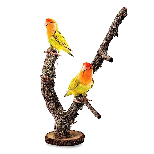 Baum auf einem Ständer aus Korkeichenzweigen – EIN perfektes Spielzeug für kleine Papageien | Kletter- und Kauzubehör für Vögel | Vogelspielzeug | Vogelsitz (40cm) von Bioterr