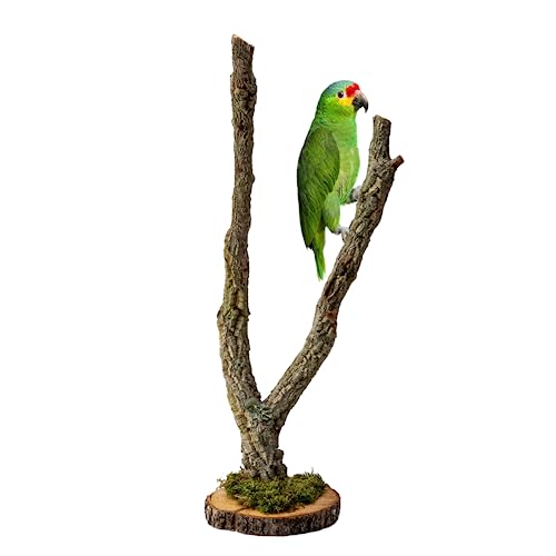 Baum auf einem Ständer aus Korkeichenzweigen – EIN perfektes Spielzeug für kleine Papageien | Kletter- und Kauzubehör für Vögel | Vogelspielzeug | Vogelsitz (50cm) von Bioterr