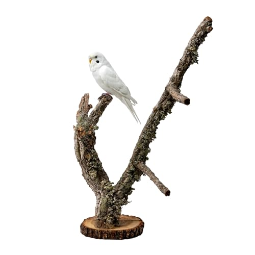 Baum auf einem Ständer aus Korkeichenzweigen – EIN perfektes Spielzeug für kleine Papageien | Kletter- und Kauzubehör für Vögel | Vogelspielzeug | Vogelsitz (60cm) von Bioterr