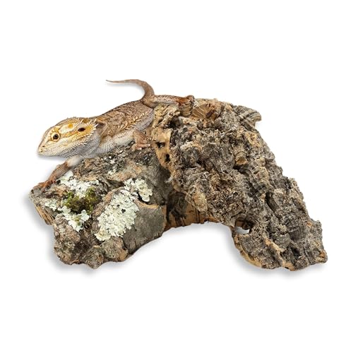 Korkstecklinge | Korkstücke | Korkrinde | Tierversteck | Pflaster für Terrarien, für Tiere, Reptilien, Amphibien, Vögel, Nagetiere und für dekorative Arrangements, DIY | 500g | Substrat für Orchideen von Bioterr