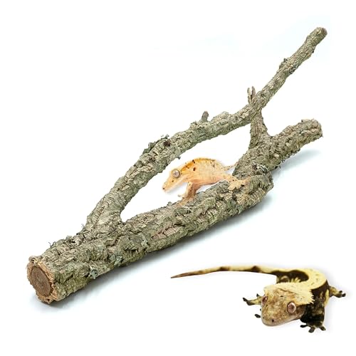 Korkzweig für Terrarium und Käfig | Zweig für Tiere, Reptilien, Amphibien, Vögel, Nagetiere | Korkrindendekoration zum Klettern und Entdecken | natürliche Dekoration | 40cm von Bioterr