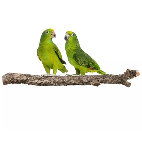 Vogelkauen, Korkzweig für alle Papageien, Naturspielzeug aus Korkeichenzweigen, Kork zum Sitzen, Kratzen und Picken, gerader oder verzweigter AST 80cm, ohne Halterung von Bioterr
