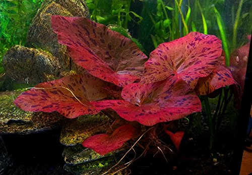 Aquariumpflanze Nymphaea Rubra Red Tiger Zenkeri Lotus – Pflanze für tropische Aquarien, Versteck für Fische, 1 Zwiebel von Biotope Aquatics Ltd