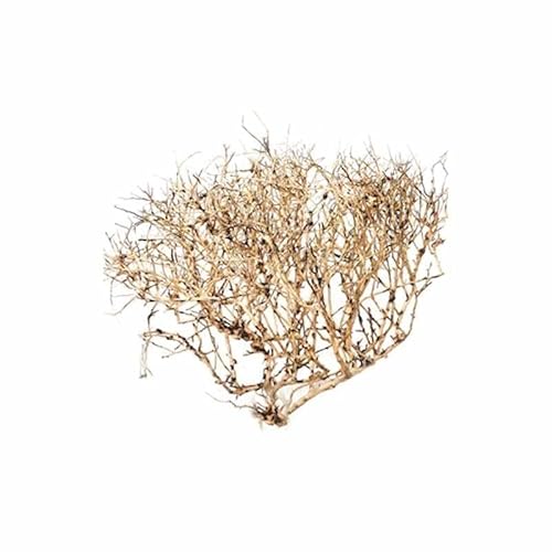 Biotope Aquatics Ltd Aquariumholz – Ramöse Wurzel – Aquarium-Treibholz-Dekoration – verschiedene Größen (groß (30–40 cm) von BiotopeAquatics