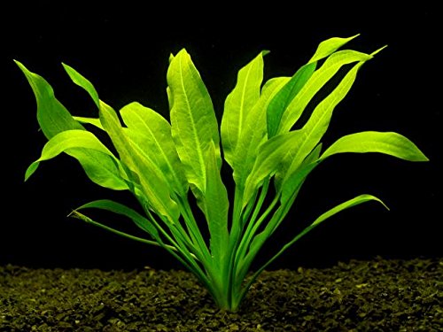 3 x Live Aquarium Pflanzen Amazon Sword – Blehers ROTKOPFSALMLER – Fisch Tank Schwerter Pflanzen von BiotopeAquatics
