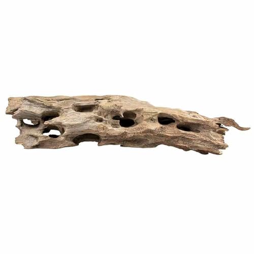 Biotope Aquatics Ltd - Natürliches Wabenholz für Aquarien, verschiedene Größen, Dekoration für Fische oder Garnelen, Loch-Cholla-Holzwurzel (25–40 cm groß) von BiotopeAquatics