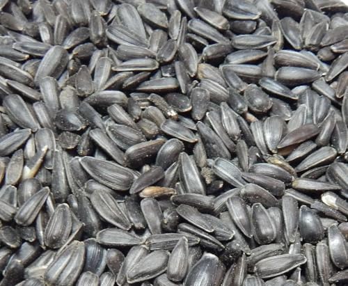 Bird`s Garden Sonnenblumenkerne schwarz 10 kg, Vogelfutter, Winterfutter, Bird`s Garden Sonnenblumenkerne schwarz 10 kg, Vogelfutter, Winterfutter, von Bird`s Garden