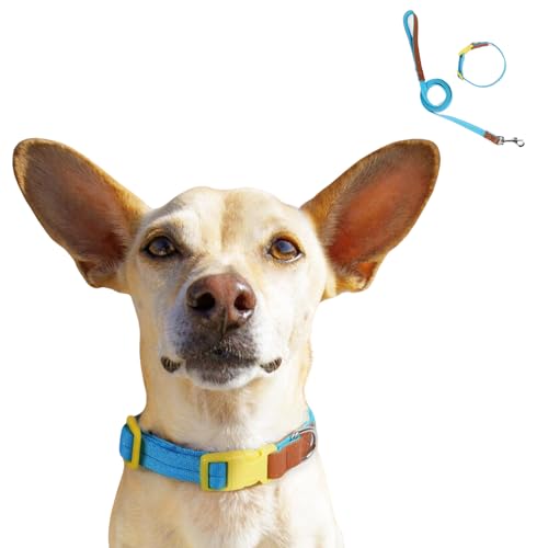 Hundehalsband, Zugseil-Set, bequem, verstellbar, Nylon, Haustier-Halsdekoration mit D-Ring für kleine, mittelgroße Hunde, Größe XS (blau) von Blue Dream Island