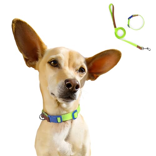 Hundehalsband-Set, bequem, verstellbar, Nylon, Haustierhalsband mit D-Ring für kleine, mittelgroße Hunde, Größe L, Grün von Blue Dream Island