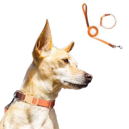 Hundehalsband-Set, bequem, verstellbar, Nylon, Haustierhalsband mit D-Ring für kleine, mittelgroße Hunde, Größe L, Orange von Blue Dream Island