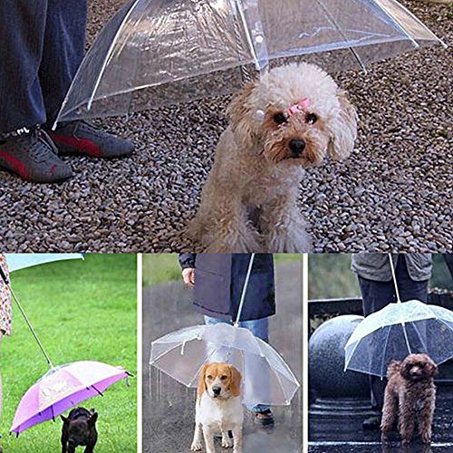 Durchsichtiger, wasserdichter Regenschirm für Hunde von Molie - halten Sie Ihren Hund in den Regentagen gemütlich und trocken Durchsichtiger, wasserdichter Regenschirm für Hunde von Molie - halten Sie Ihren Hund in den Regentagen gemütlich und trocken von Bluelans