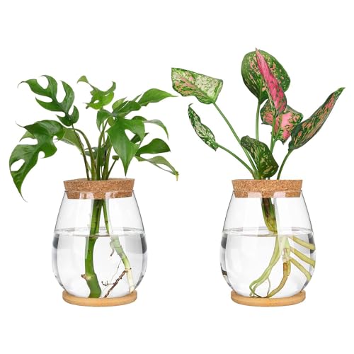 Bntaomle 2 Stück Getrenntes Desktop-Pflanzenterrarium-Set mit Holztablett und Deckel zum Vermehren Von Hydroponik von Bntaomle