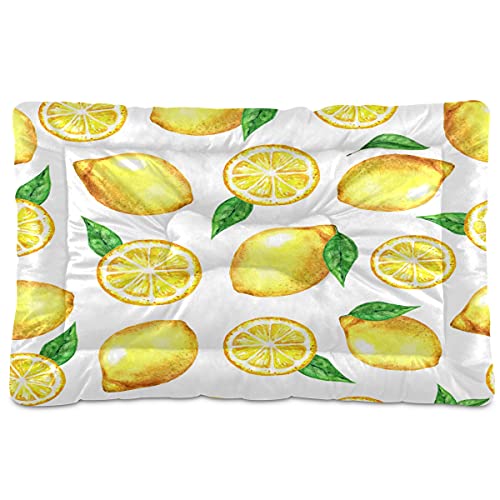Boccsty Muster Zitronen Haustierbett Matte Sommer Furit Blätter Hund Katze Kiste Matte Hundebett 61 x 91 cm Haustier Kissen Kissen Pad für mittelgroße kleine Welpen Schlafen Boccsty Muster Zitronen Haustierbett Matte Sommer Furit Blätter Hund Katze Kiste Matte Hundebett 61 x 91 cm Haustier Kissen Kissen Pad für mittelgroße kleine Welpen Schlafen von Boccsty
