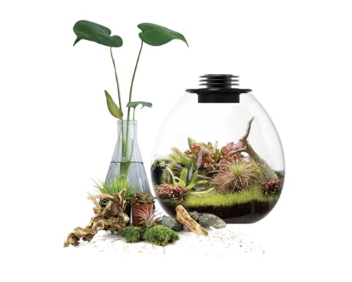 Bogman Plantenstein Ultraklares Borosilikatglas-Terrarium (15,2 cm - 21,6 cm D x 23,9 cm - 29,5 cm H) mit LED-Wachstumslicht und verstellbarer Belüftung (PD210) von Bogman Plantenstein