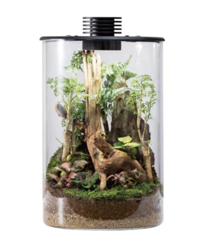 Bogman Plantenstein Ultraklares Borosilikatglas-Terrarium (15,2 cm - 21,6 cm D x 23,9 cm - 29,5 cm H) mit LED-Wachstumslicht und verstellbarer Belüftung (ZD150) von Bogman Plantenstein