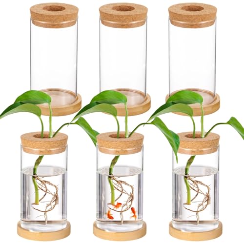 6-teiliges Desktop-Terrarium-Set, Glas mit Korkdeckel & Bambussockel für Bewässerung & Anzucht, dekorative Pflanzenstationen für Zuhause & Büro 6-teiliges Desktop-Terrarium-Set, Glas mit Korkdeckel & Bambussockel für Bewässerung & Anzucht, dekorative Pflanzenstationen für Zuhause & Büro von Bosreroy