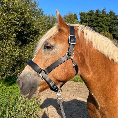 Brama West Halfter Pferd XXXL Titan - Lederhalfter für sehr große Pferde - doppelt genäht, verstellbar, unterlegt (XXXFull) von Brama West