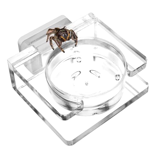 Springspinne Futternapf Magnetischer Futternapf Acryl Spinnennapf Vogelspinne Futternapf Spinnengehege Zubehör Transparent Futternapf Kleine Spinnenschale Arachnid Futternapf Haustier Schüssel Springspinne Futternapf Magnetischer Futternapf Acryl Spinnennapf Vogelspinne Futternapf Spinnengehege Zubehör Transparent Futternapf Kleine Spinnenschale Arachnid Futternapf Haustier Schüssel von Bsbkoj