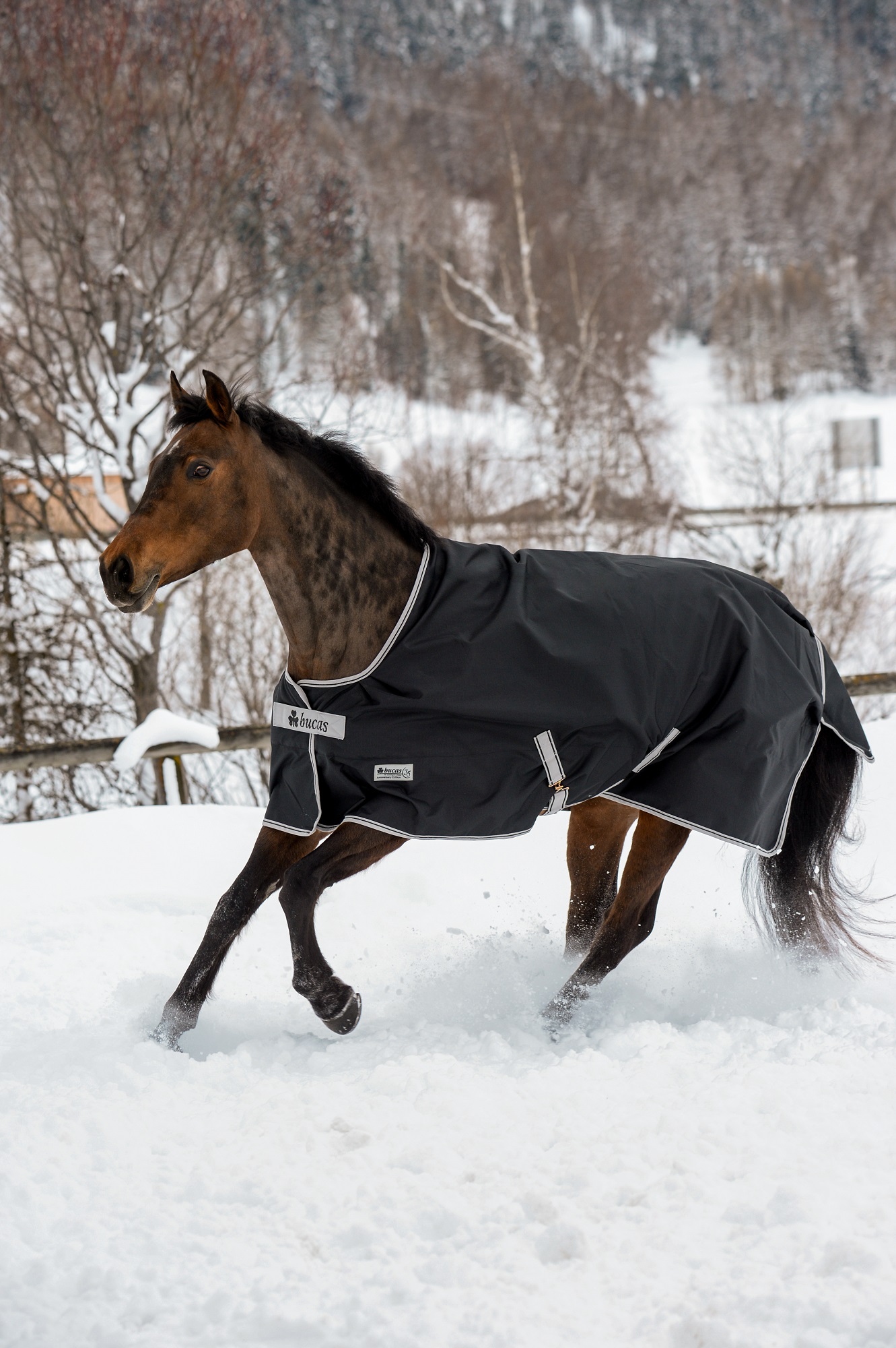 Bucas Anniversary Turnout 50g Sf Black/Silver, Gr. 135 cm Bucas Anniversary Turnout 50g Sf Black/Silver, Gr. 135 cm von Bucas