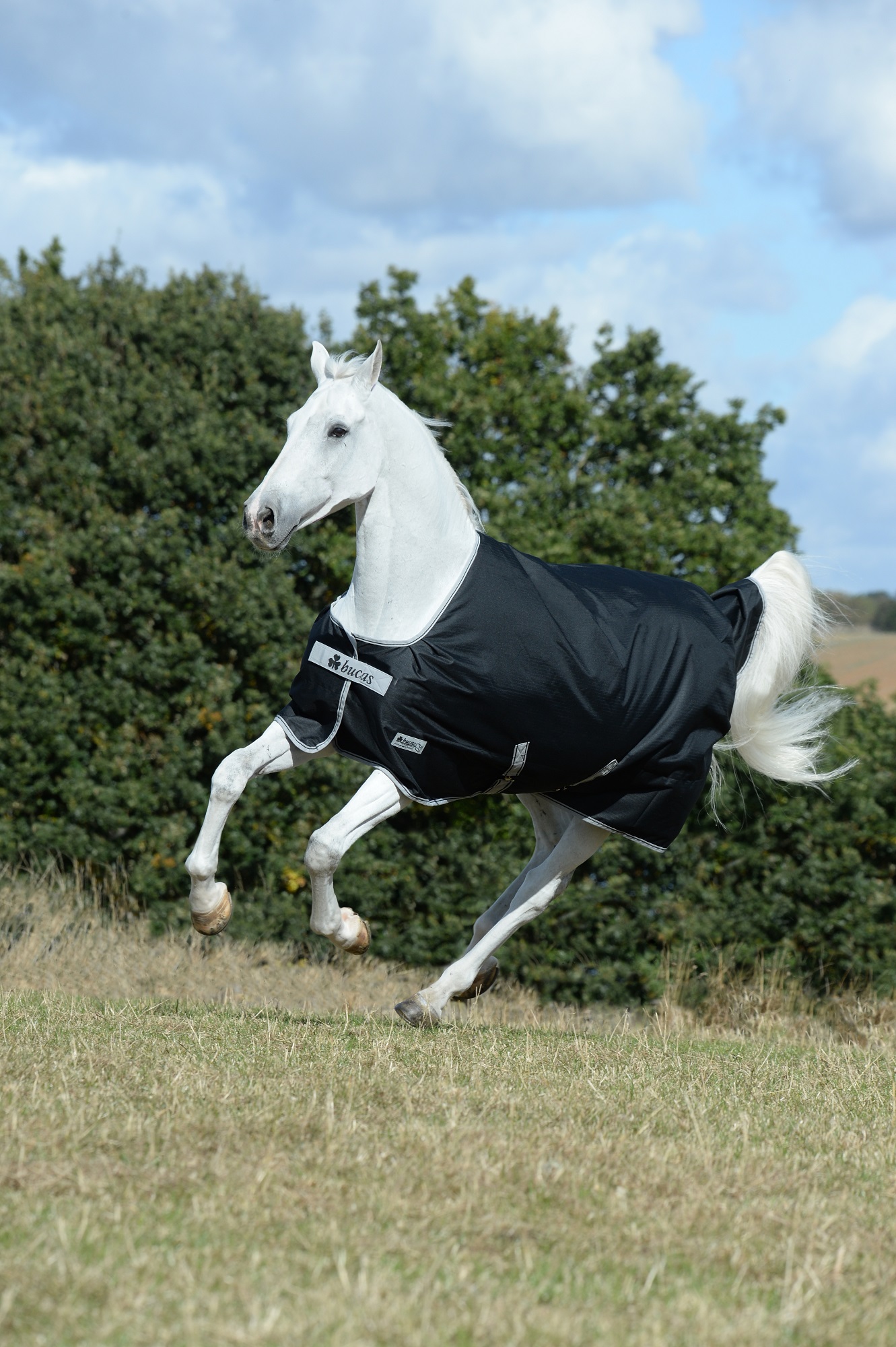 Bucas Anniversary Turnout Light 0g Sd Black/Silver, Gr. 140 cm Bucas Anniversary Turnout Light 0g Sd Black/Silver, Gr. 140 cm von Bucas