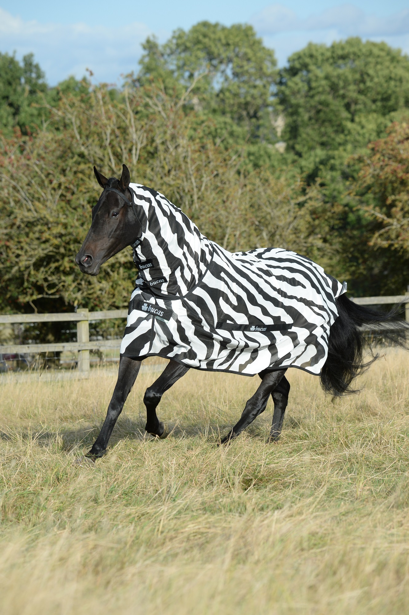 Bucas Buzz-off Fliegendecke Zebra, 135 cm Bucas Buzz-off Fliegendecke Zebra, 135 cm von Bucas