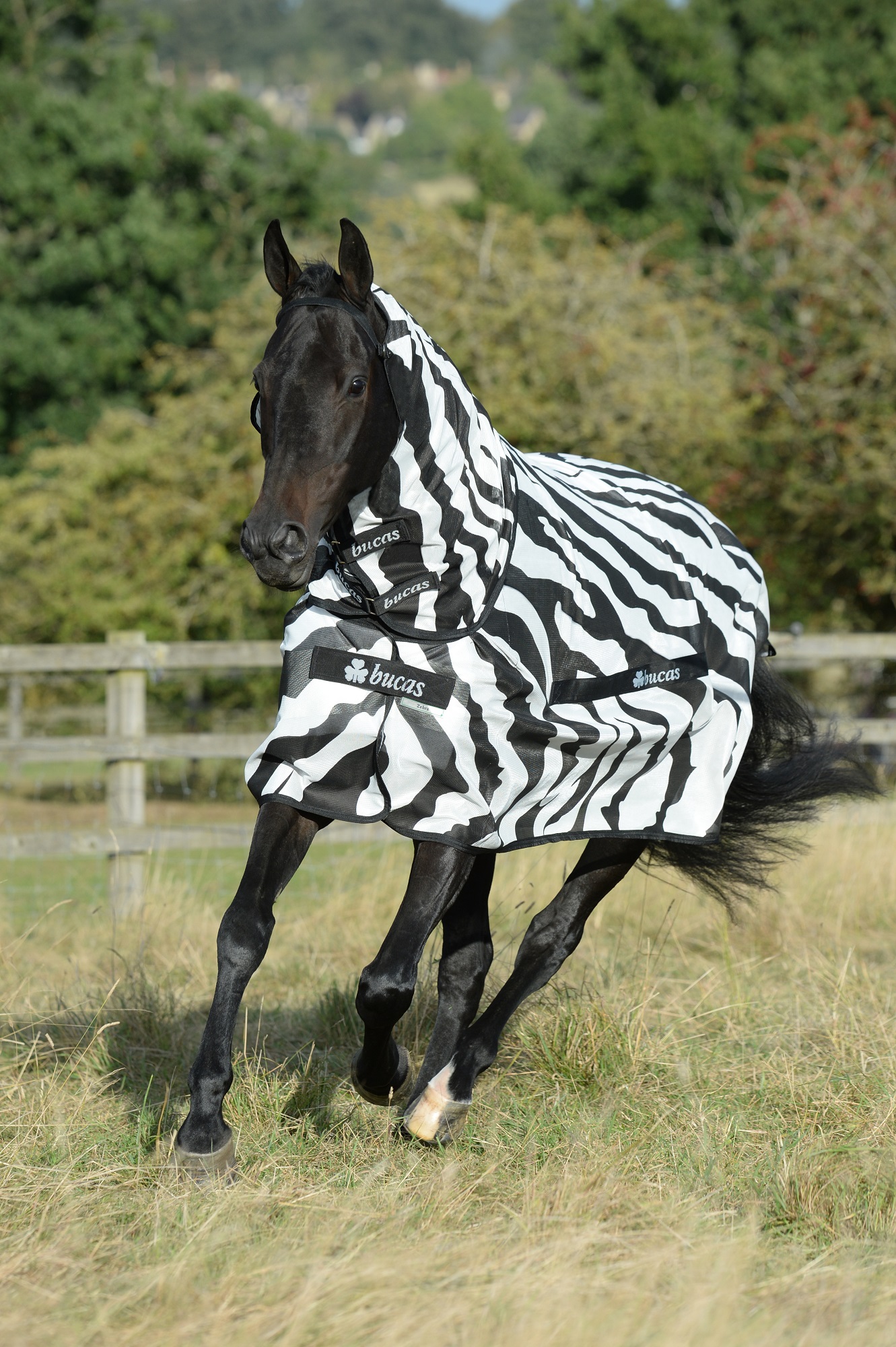 Bucas Buzz-off Fliegendecke Zebra, 145 cm Bucas Buzz-off Fliegendecke Zebra, 145 cm von Bucas