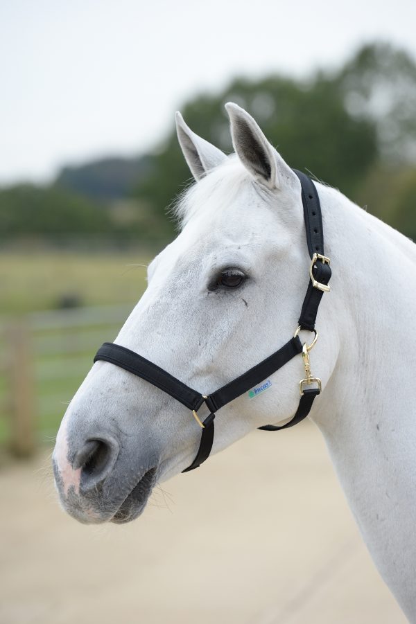 Bucas Dublin Halfter Black, Pony Bucas Dublin Halfter Black, Pony von Bucas
