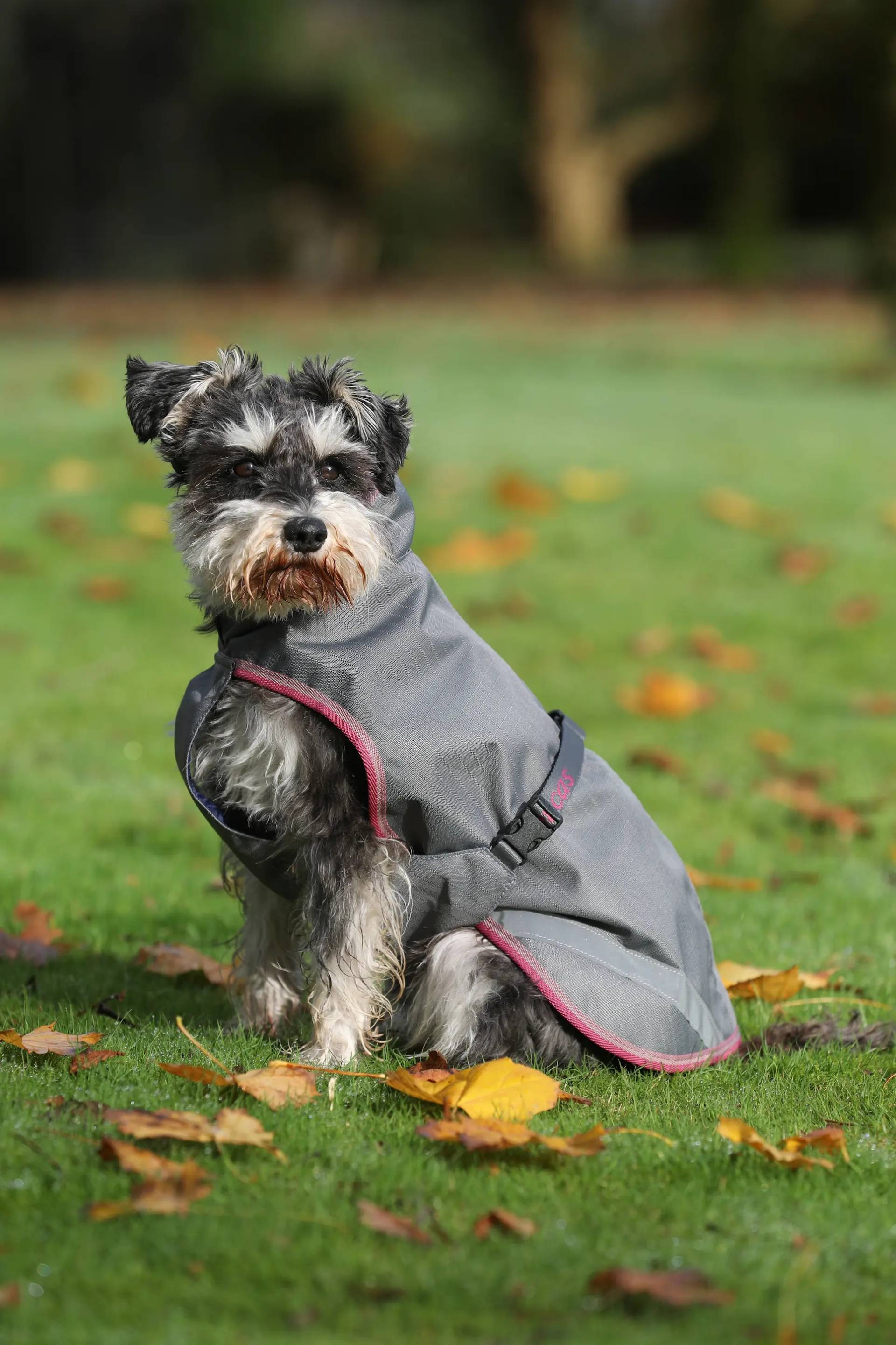 Bucas Freedom Dog Rug 50g 60cm, Smoke Grey Bucas Freedom Dog Rug 50g 60cm, Smoke Grey von Bucas