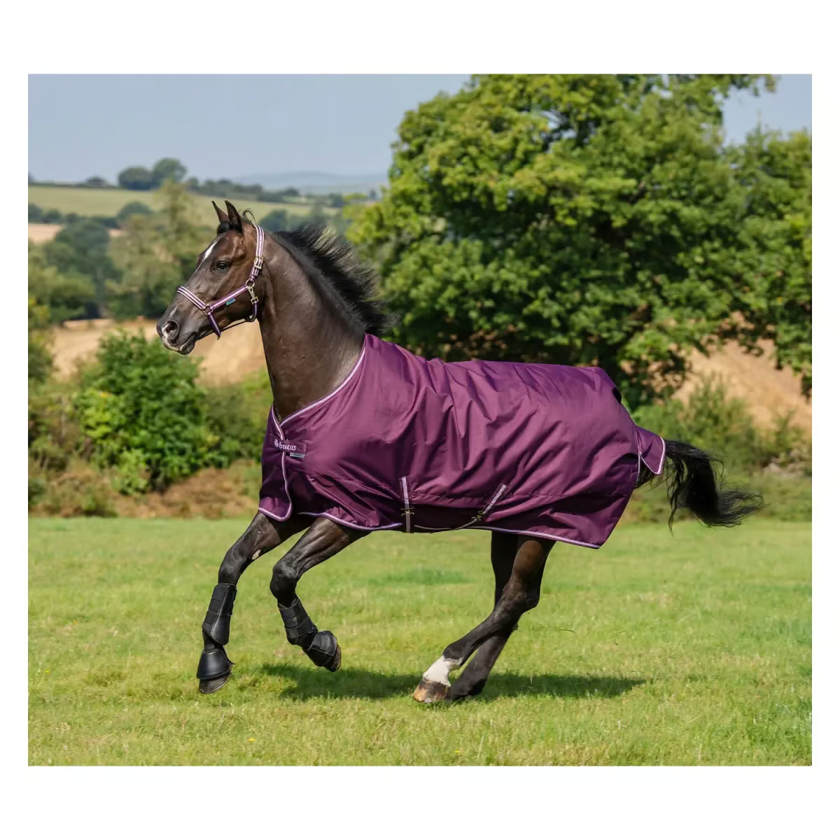 Bucas Freedom Turnout 50g Blackberry, Gr. 125 cm Bucas Freedom Turnout 50g Blackberry, Gr. 125 cm von Bucas