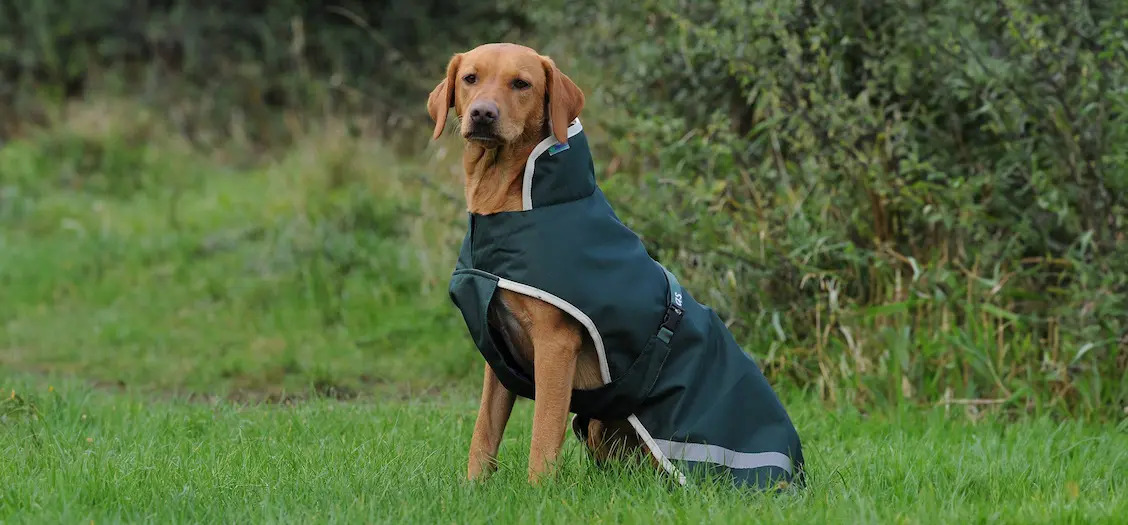 Bucas Greenline Dog Rug 45cm Green/cream Bucas Greenline Dog Rug 45cm Green/cream von Bucas