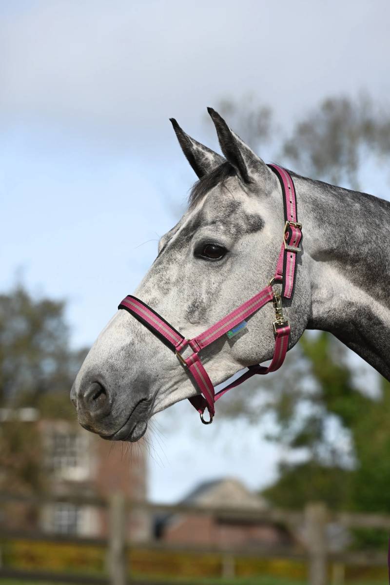 Bucas Halfter Dublin, Nylonhalfter Pony, Raspberry Bucas Halfter Dublin, Nylonhalfter Pony, Raspberry von Bucas