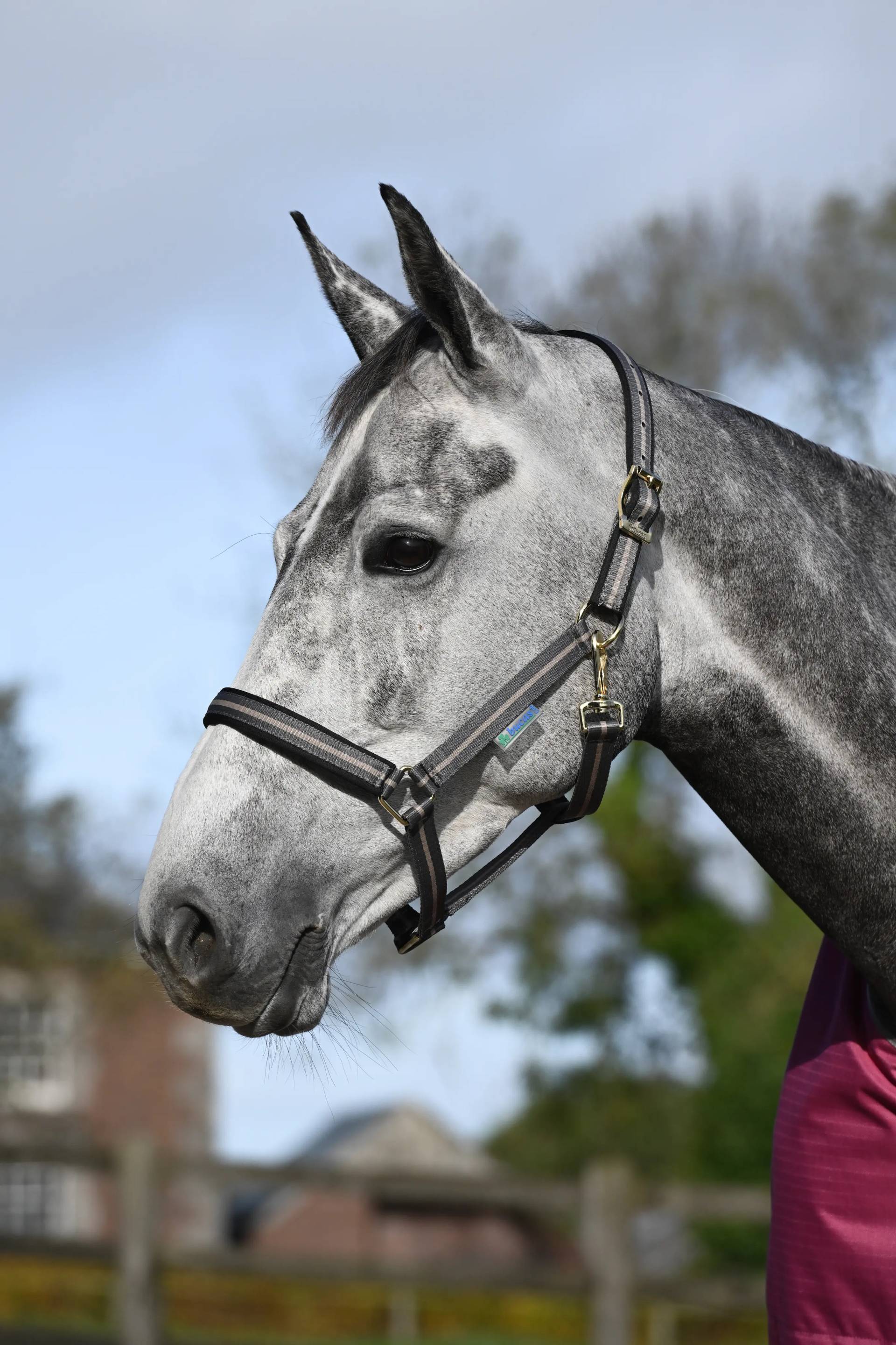 Bucas Halfter Dublin, Nylonhalfter Pony, Smoke Grey Bucas Halfter Dublin, Nylonhalfter Pony, Smoke Grey von Bucas