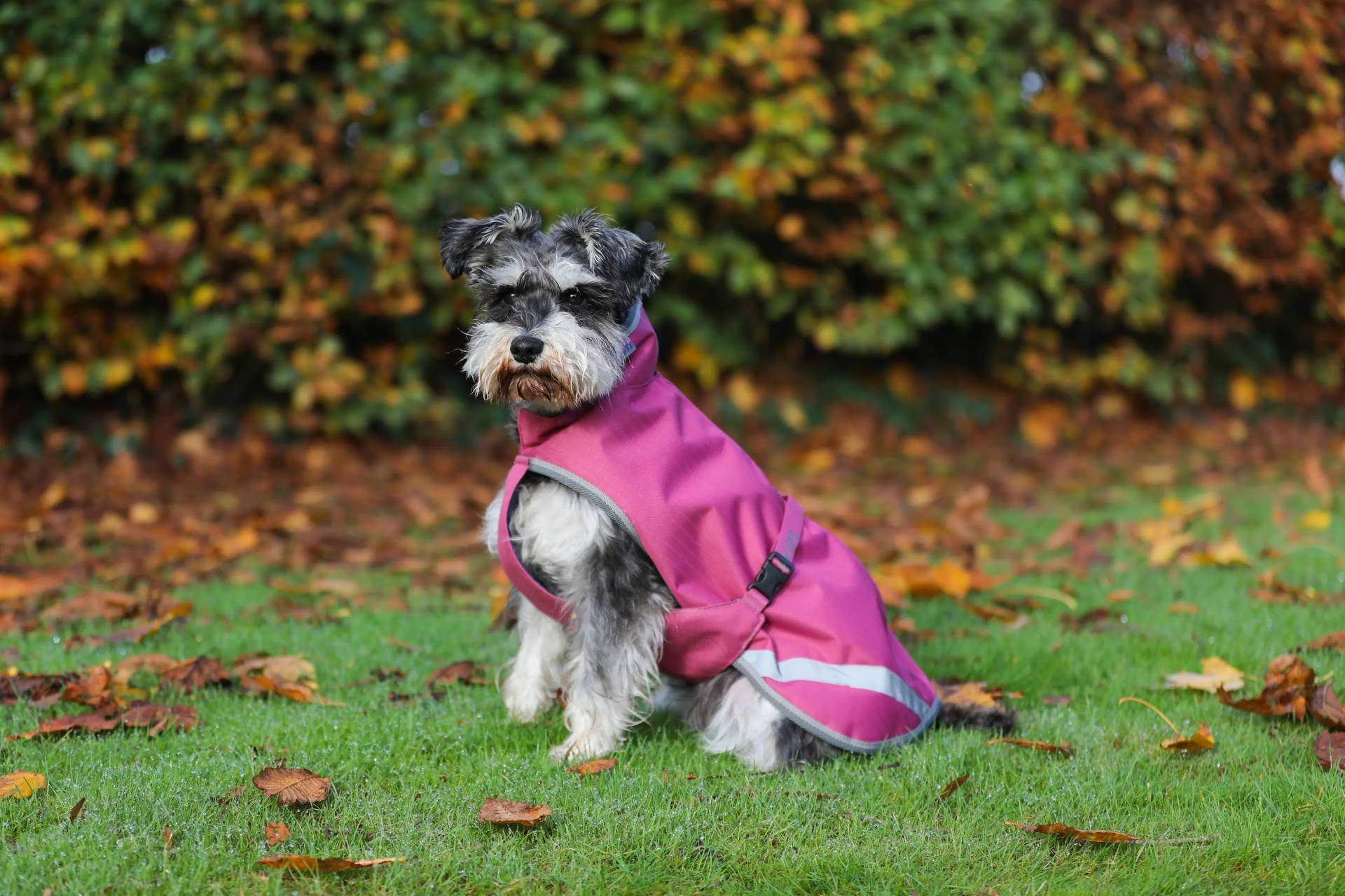 Bucas Hundemantel Freedom Dog Rug 300g 60cm, Raspberry Bucas Hundemantel Freedom Dog Rug 300g 60cm, Raspberry von Bucas