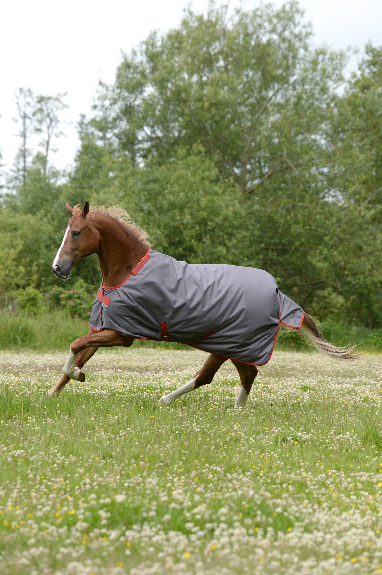 Bucas Irish Turnout 150g Grey/Red, Gr. 125 cm Bucas Irish Turnout 150g Grey/Red, Gr. 125 cm von Bucas