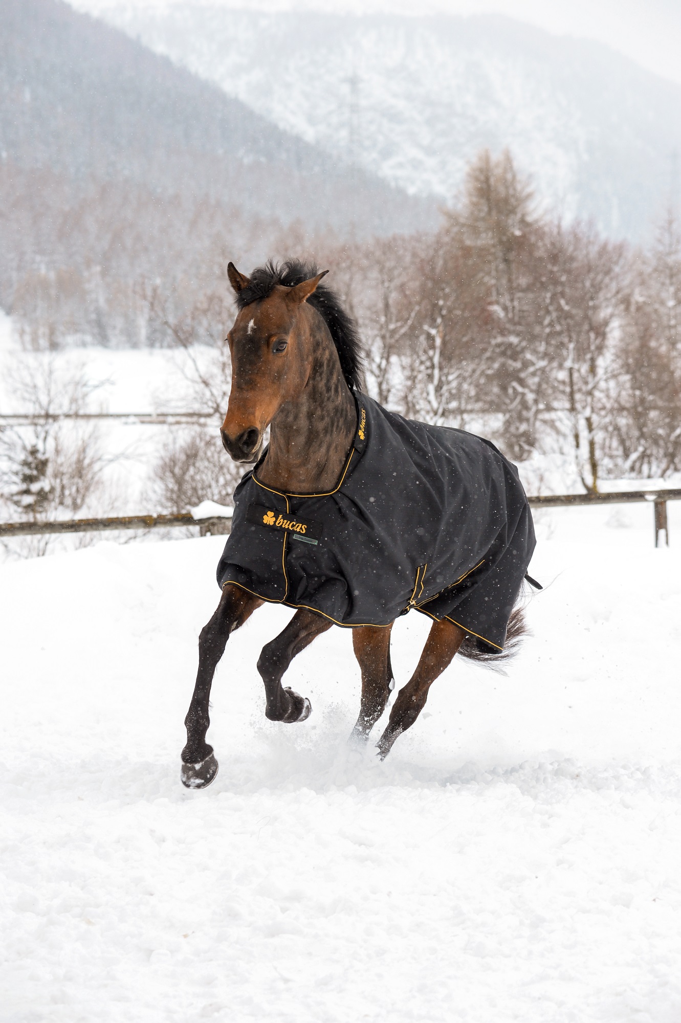 Bucas Irish Turnout 300g Black/Gold, Gr. 140 cm Bucas Irish Turnout 300g Black/Gold, Gr. 140 cm von Bucas