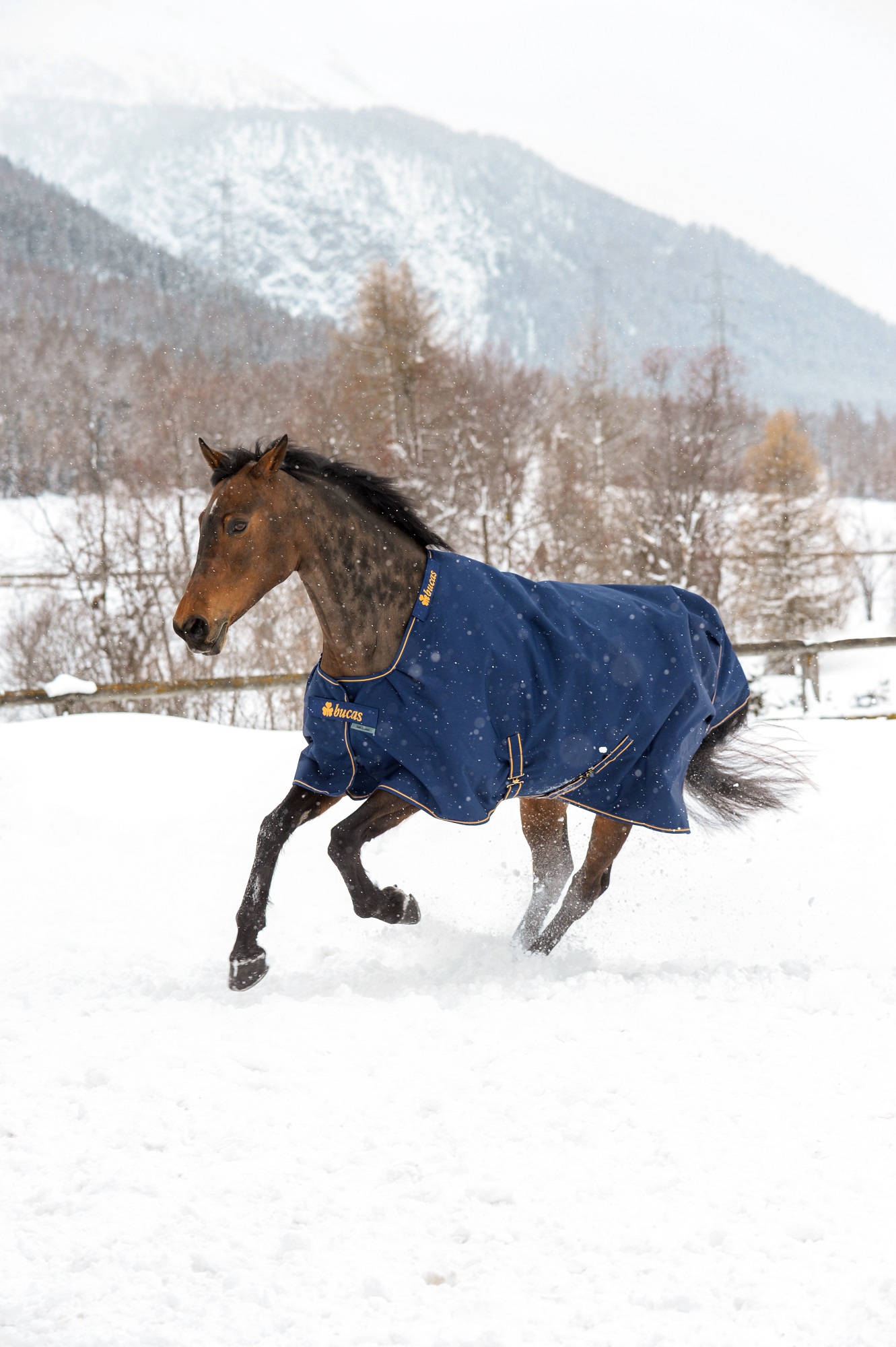 Bucas Irish Turnout Light/50g Navy/Gold, Gr. 135 cm Bucas Irish Turnout Light/50g Navy/Gold, Gr. 135 cm von Bucas