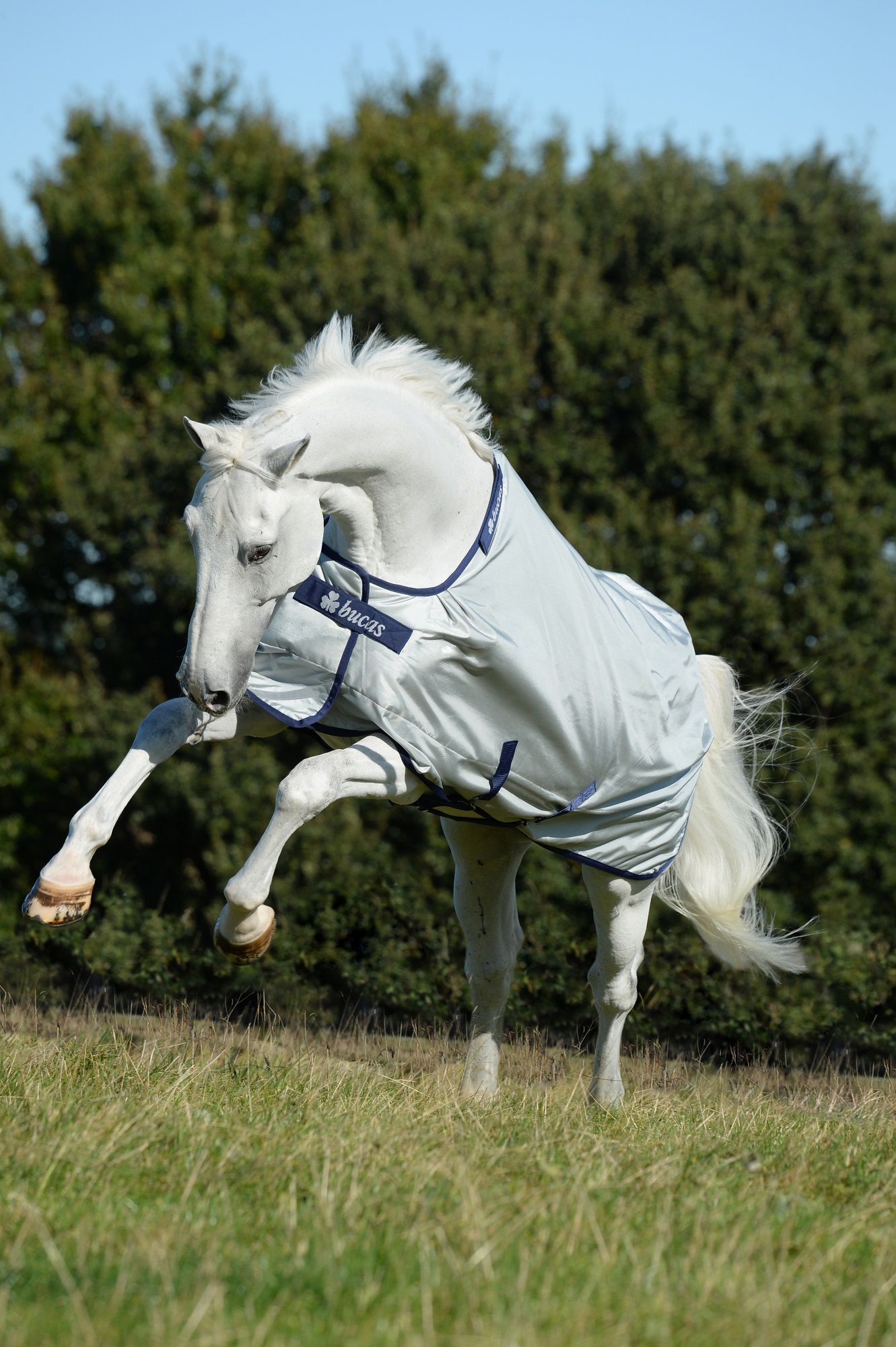 Bucas Power Turnout Light Silver, Gr. 140 cm Bucas Power Turnout Light Silver, Gr. 140 cm von Bucas